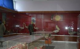 EÜ Tabiat Tarihi Müzesi doğa tarihi tutkunlarını bekliyor